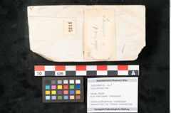 Foto (Objekt + Etikett) von Laurus princeps Heer (NHMW-GEO-2024-0188-8135)